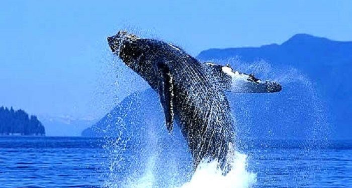 Castro Municipio apoya Campaña de Difusión de Temporada de Ballenas que está realizando Fundación MERI