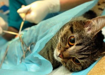 Castro cuida a sus mascotas: campaña de esterilización gratuita