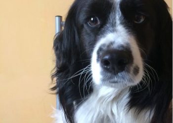 “Benji” se convierte en el primer perro de Castro en estar inscrito en el registro nacional de mascotas