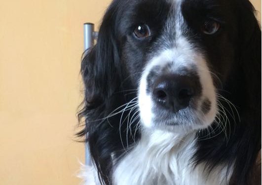 “Benji” se convierte en el primer perro de Castro en estar inscrito en el registro nacional de mascotas