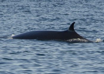 Guías turísticos de Castro y Quehui aprenderán técnicas de acercamiento responsable de cetáceos.