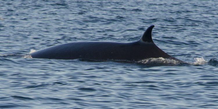 Guías turísticos de Castro y Quehui aprenderán técnicas de acercamiento responsable de cetáceos.