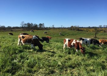 Castro Municipio acerca la biotecnología a los pequeños ganaderos de la comuna para  mejorar su productividad.