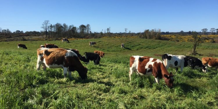 Castro Municipio acerca la biotecnología a los pequeños ganaderos de la comuna para mejorar su productividad.