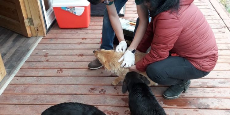 Castro Municipio inicia operativos de vacunación y desparasitación de mascotas