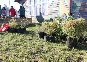 Convenio entre Castro Municipio y Conaf gestionará la restauración forestal en espacios urbanos y rurales de la comuna