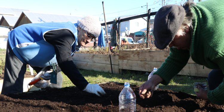 Huertos urbanos para adultos mayores: la nueva apuesta del municipio por un Castro más sustentable