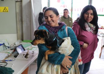 Oficina de Tenencia Responsable realiza operativos de desparasitación y microchips en sectores urbanos de Castro