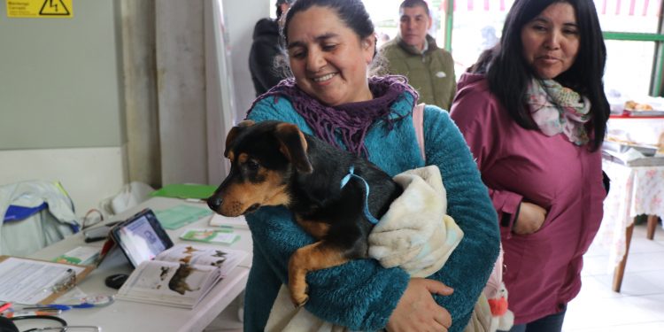 Oficina de Tenencia Responsable realiza operativos de desparasitación y microchips en sectores urbanos de Castro
