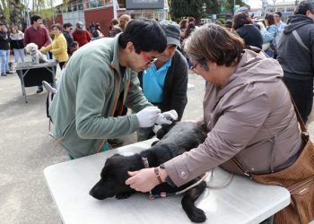 Clínica Veterinaria será una realidad en Castro y gratis para los vecinos