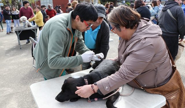 Clínica Veterinaria será una realidad en Castro y gratis para los vecinos