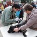 Clínica Veterinaria será una realidad en Castro y gratis para los vecinos