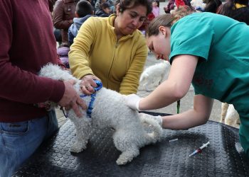 Se aprueban fondos para nuevos operativos de esterilización canina y gatuna en Castro