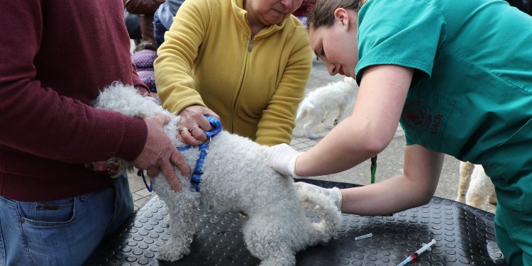 Se aprueban fondos para nuevos operativos de esterilización canina y gatuna en Castro