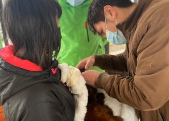 Alcalde Vera quiere ampliar con servicio de urgencias la Clínica Veterinaria Municipal