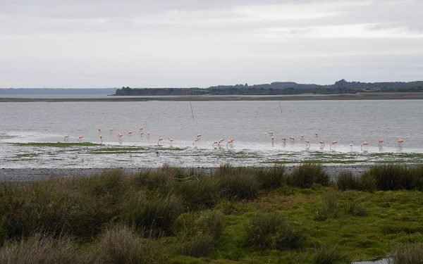 Castro Municipio se adjudica 2 concesiones marítimas para fines turísticos y conservación ambiental