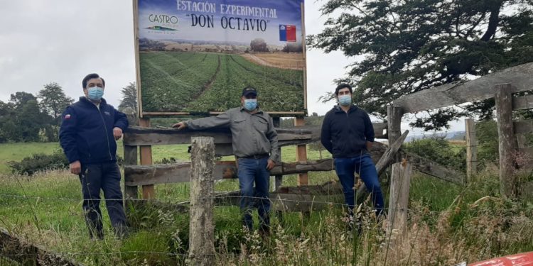 Instalan en Castro la primera Estación Experimental de semillas de papas