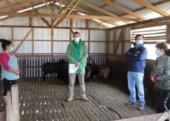 Banco Ovino municipal busca la reactivación económica en los campos de Castro