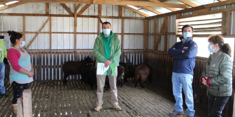 Banco Ovino municipal busca la reactivación económica en los campos de Castro