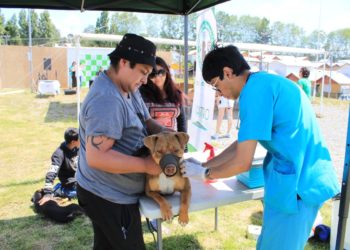 Castro Municipio fomenta la tenencia responsable de mascotas
