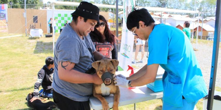 Castro Municipio fomenta la tenencia responsable de mascotas