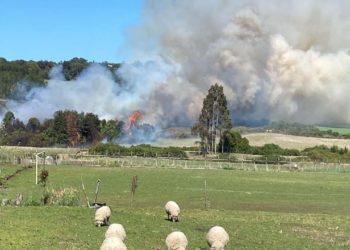 Castro Municipio trabaja en la prevención de incendios forestales
