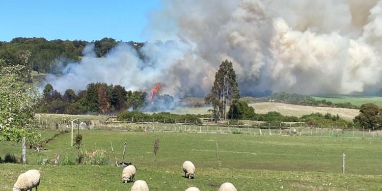 Castro Municipio trabaja en la prevención de incendios forestales