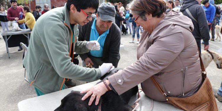 Tenencia responsable de mascotas: Una tarea permanente en el municipio