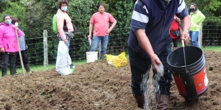 Alcalde Vera exige al gobierno que se implemente con urgencia programa “Siembra por Chile”