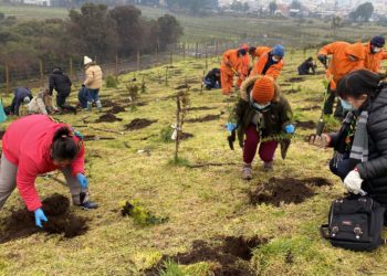 Castro sumó mil nuevos árboles nativos para la comuna