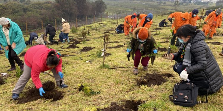 Castro sumó mil nuevos árboles nativos para la comuna