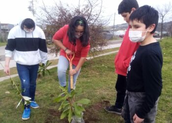 Con árboles del vivero municipal: Escolares hermosean espacios públicos en Castro Alto