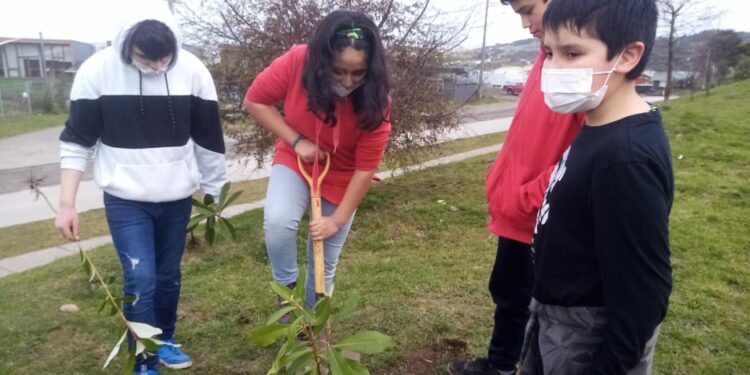 Con árboles del vivero municipal: Escolares hermosean espacios públicos en Castro Alto
