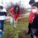 Con árboles del vivero municipal: Escolares hermosean espacios públicos en Castro Alto