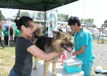 Centro Veterinario Municipal entrega recomendaciones para cuidar a las mascotas este verano