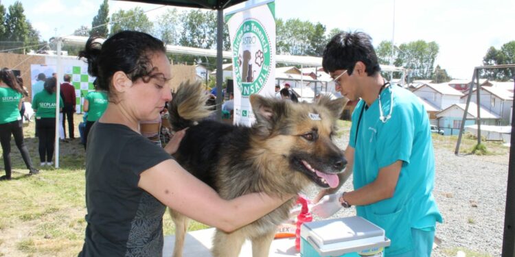 Centro Veterinario Municipal entrega recomendaciones para cuidar a las mascotas este verano