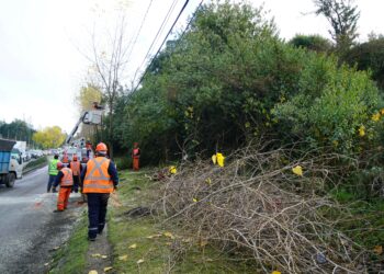 Castro Municipio realiza poda preventiva de árboles de cara al invierno
