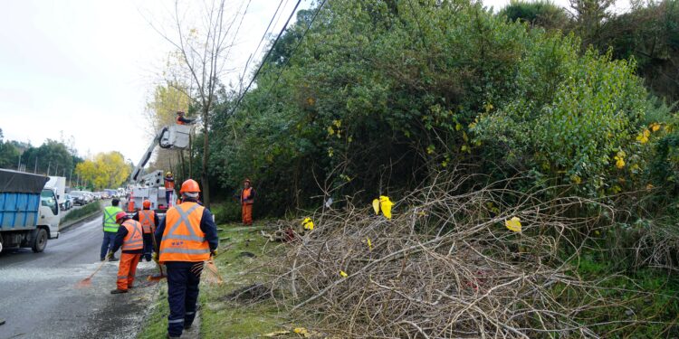 Castro Municipio realiza poda preventiva de árboles de cara al invierno
