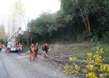 Castro Municipio invita a la comunidad a realizar podas preventivas en sus hogares