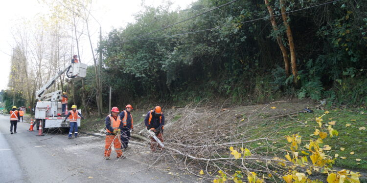 Castro Municipio invita a la comunidad a realizar podas preventivas en sus hogares