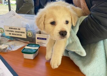 Exitoso Festival “Patitas a la plaza”: se realizaron más de 100 controles sanitarios