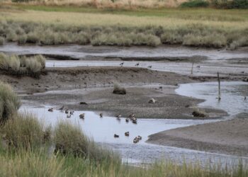 Castro Municipio activó protocolo de fiscalización en el Santuario de la naturaleza humedal costero de Putemún