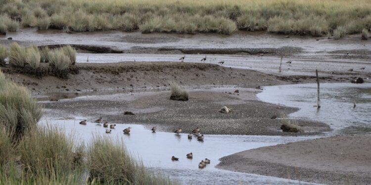 Castro Municipio activó protocolo de fiscalización en el Santuario de la naturaleza humedal costero de Putemún