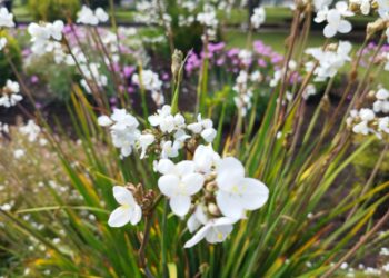 Castro Municipio: Un compromiso con el cuidado de nuestras áreas verdes