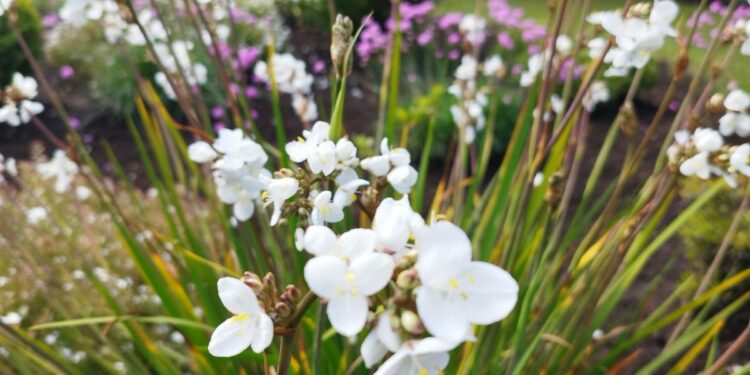 Castro Municipio: Un compromiso con el cuidado de nuestras áreas verdes