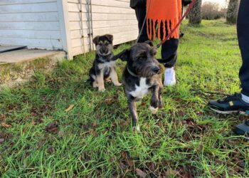 Oficina de Tenencia Responsable anunció nuevos operativos y mayor trabajo público- privado