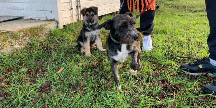 Oficina de Tenencia Responsable anunció nuevos operativos y mayor trabajo público- privado