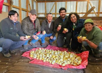 Certifican 1500 kilos de semillas de ajo chilote