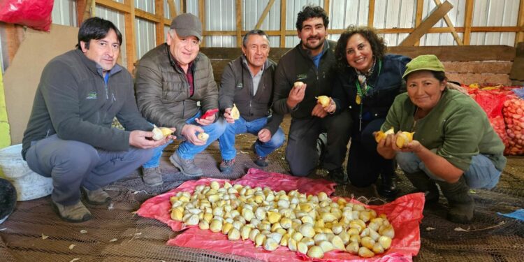 Certifican 1500 kilos de semillas de ajo chilote