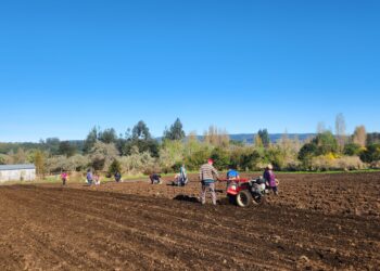 Agricultores de Prodesal plantaron de 3 mil kilos de semilla de papas